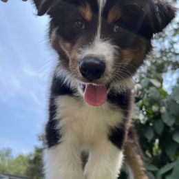 Australian Shepherd Puppies from Mtn Hollow