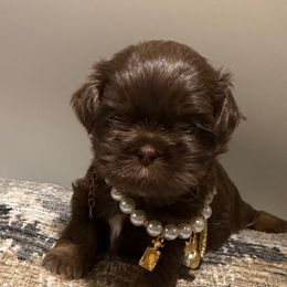 Brownie - Chocolate female Shih Tzu puppy in Covington, Georgia from Top Hats 2  Shih Tzu’s