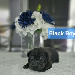 Black Boy - Black male Chinese Shar-Pei puppy in Blossvale, New York from CNY Shar Peis