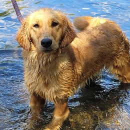Tallulah - Golden Retriever