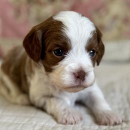 Celeste- Parti gril - Red female Cavapoo puppy in Beckley, West Virginia from By Design Doodles