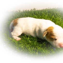 Russell Terrier Puppies from Diamond D Jacks