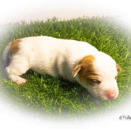 Russell Terrier Puppies from Diamond D Jacks