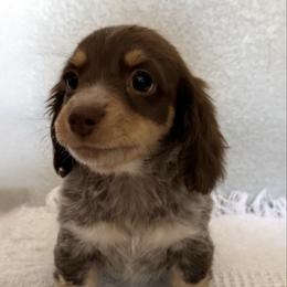 Ruby - Piebald female Dachshund puppy in Gold Canyon, Arizona from Silverking Kennels