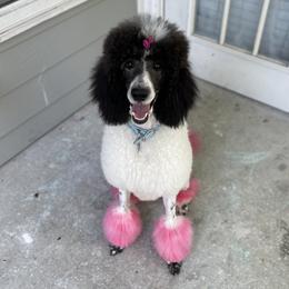 Elsa - Poodle