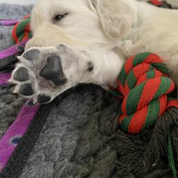 Golden Retriever Puppies from Fortunes Golden Retriever