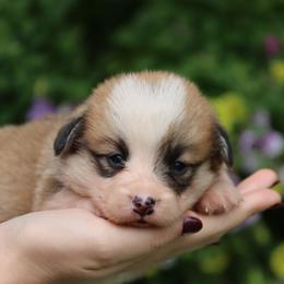 Bella - Red female Pembroke Welsh Corgi puppy in Pollock, Missouri from Northstar