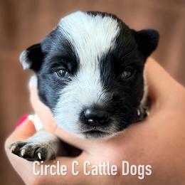 Boy 6 - Blue male Australian Cattle Dog puppy in Blackfoot, Idaho from Circle C Australian Cattle Dogs