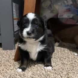 Girl 1 - Black & white female Miniature Australian Shepherd puppy in Bloomington, Indiana from Above All Aussies