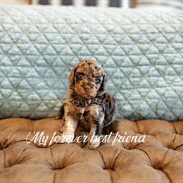 Cockapoo and Goldendoodle Puppies from My Forever Best Friend