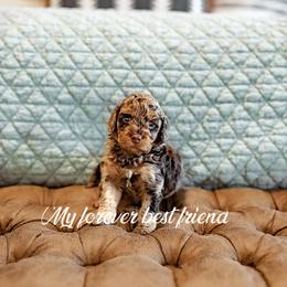 Cockapoo and Goldendoodle Puppies from My Forever Best Friend