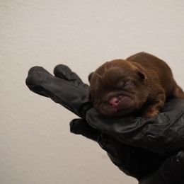Shih Tzu Puppies from LiL SHiHTZ