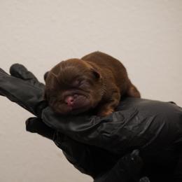 Shih Tzu Puppies from LiL SHiHTZ