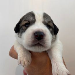 Dark Blue Male - White and badger male Great Pyrenees puppy in Northampton, Pennsylvania from Misty Valley Farm