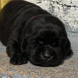 Coal - Black male Labrador Retriever puppy in Ozark, Missouri from Westwind Labradors