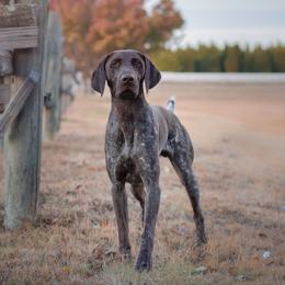German Shorthaired Pointers from Lonestar Shorthairs