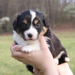 Raven - Black and tan female Pembroke Welsh Corgi puppy in Fayetteville, Arkansas from Intergalactic Corgis
