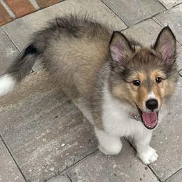 Shetland Sheepdog Puppies from Fancypants Shetland Sheepdogs