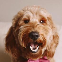 Goldendoodles from A Goldendoodle Named Honey