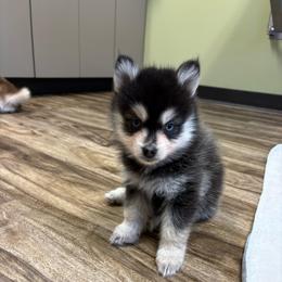 Smoki - Black and white female Pomsky puppy in Valparaiso, Indiana from Valparaiso Pomskys