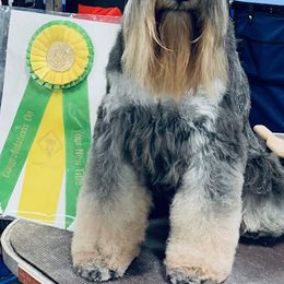 Miniature Schnauzers from Casablanca Miniature Schnauzers