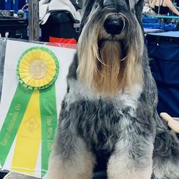 Miniature Schnauzers from Casablanca Miniature Schnauzers