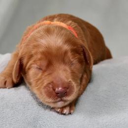 Misty - Caramel red female Australian Labradoodle puppy in Stanwood, Washington from Victoria Creek Australian Labradoodles