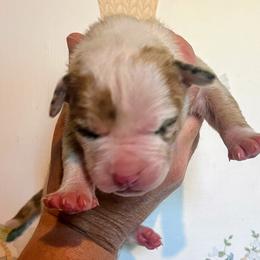 Girl 5 - female Alapaha Blue Blood Bulldog puppy in Grafton, Ohio from Eclipse Alapaha Kennels