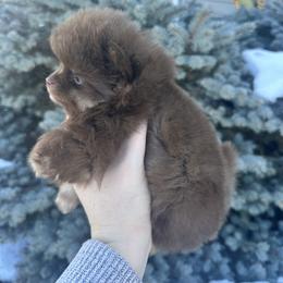 Rolo - Chocolate male Pomeranian puppy in Waterloo, Indiana from Garcias Pomeranian