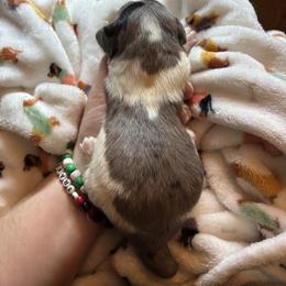Silvio - Dapple male Dachshund puppy in Jacksonville, North Carolina from Lizzie’s Doxies