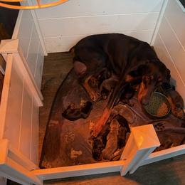 Girl 1 - Blue and rust female Doberman Pinscher puppy in Elgin, Texas from New Horizons Kennels