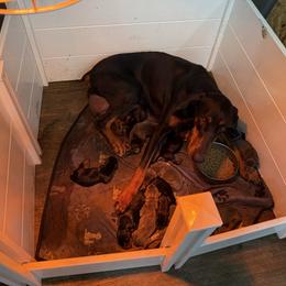 Girl 1 - Blue and rust female Doberman Pinscher puppy in Elgin, Texas from New Horizons Kennels
