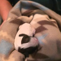 Lemon - Gold and white female Shih Tzu puppy in North Carolina from WillowCreek Mountain View Shih Tzu