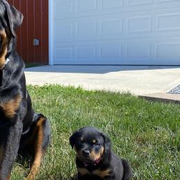 Border Collies and Rottweilers from KJB Kennels