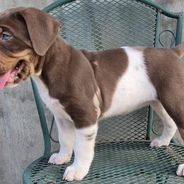 Girl 3 - Red female Catahoula Leopard Dog puppy in Prather, California from Marcee's Catahoulas