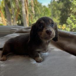 Naomi - Chocolate and tan female Dachshund puppy in San Diego, California from Enchantables