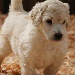 Hannah - White female Poodle puppy in Ephrata, Washington from NCR Ranch