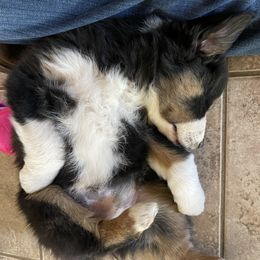 Australian Shepherds from Peggy's Aussies