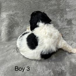 Goldendoodle Puppies from Bell’s Goldendoodles