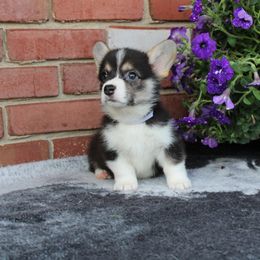 Pembroke Welsh Corgi Puppies from Salted Rim Corgis