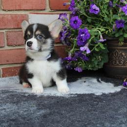 Pembroke Welsh Corgi Puppies from Salted Rim Corgis