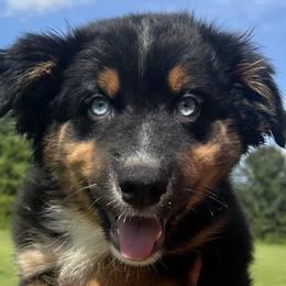 Boy 2 - Australian Shepherd puppy in Patoka, Indiana from Monica's Aussies