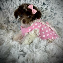Tiny Bebe - Parti female Poodle puppy in Newcomerstown, Ohio from Sheri’s Lil Angel’s