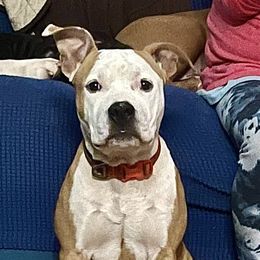 Polly - Fawn female American Staffordshire Terrier puppy in Monroe, Georgia from Irresistibull Staffords