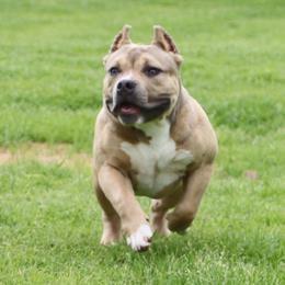 Haymakers' The Bear - Fawn sable American Bully puppy in Dixon, Kentucky from Haymaker Bully Camp