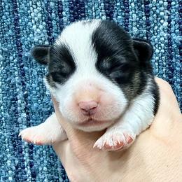 Coyote - Black and tan male Pembroke Welsh Corgi puppy in Ashland, Ohio from SS Australian Shepherds