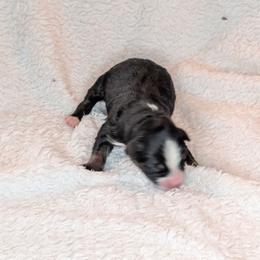 Eloise - Black tri female Toy Australian Shepherd puppy in Lakeland, Florida from Under the Oak Aussies