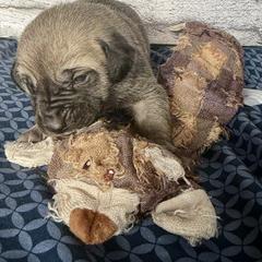 Bear - Yellow female Black Mouth Cur puppy in Warsaw, Missouri from Heritage Cow Dogs