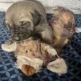 Bear - Yellow female Black Mouth Cur puppy in Warsaw, Missouri from Heritage Cow Dogs