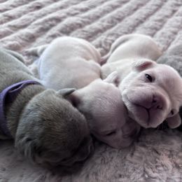 French Bulldogs from Legacy Luxe Frenchies